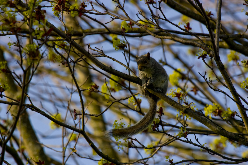 Eastern Gray Squirrel In Tree